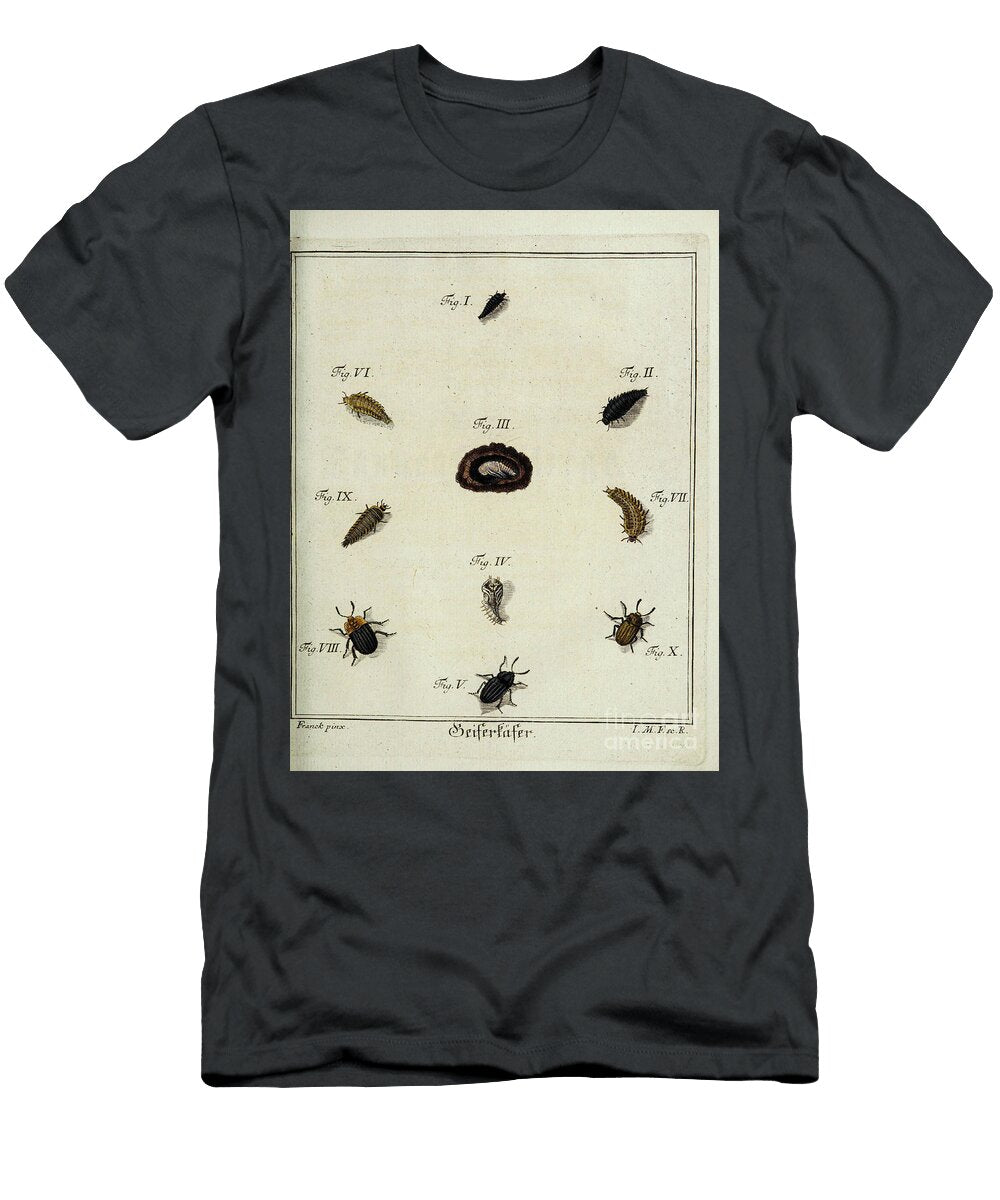 1 18th Century Beetles and Fleas R1 Historic Illustrations T-Shirt