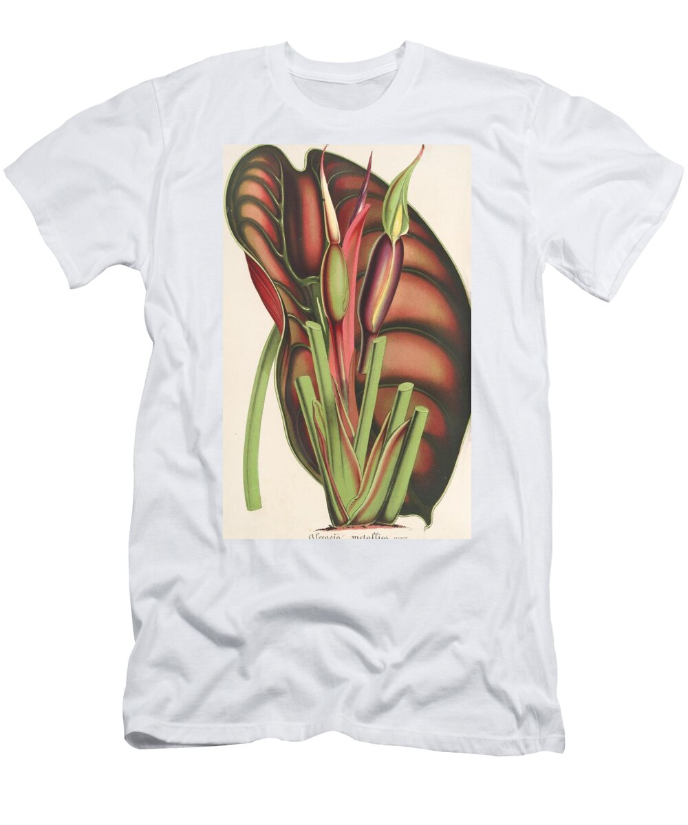 1 Alocasia Metallica Charles Antoine Lemaire French T-Shirt