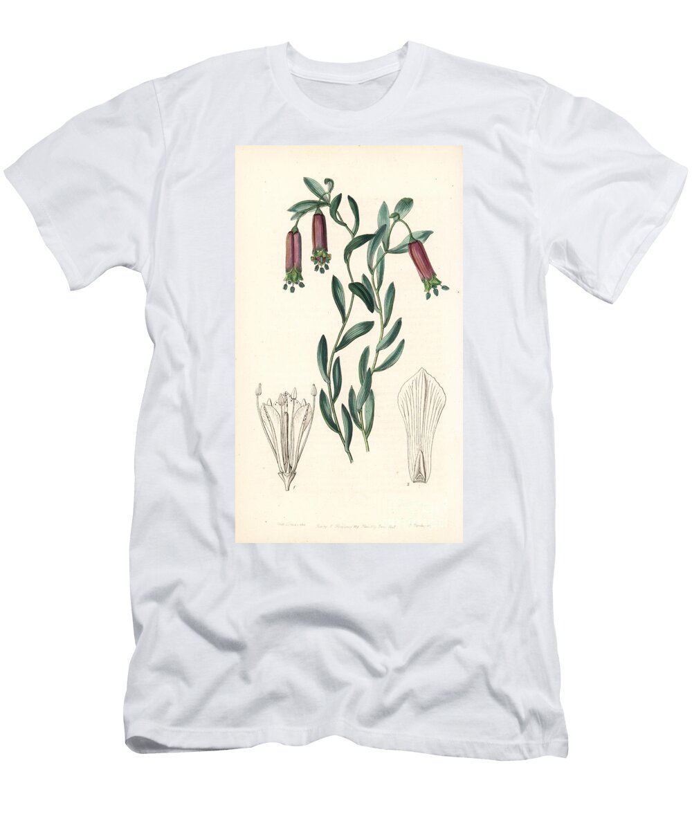1 Bomarea Dulcis Sweet Collania Collania Dulcis European School T-Shirt