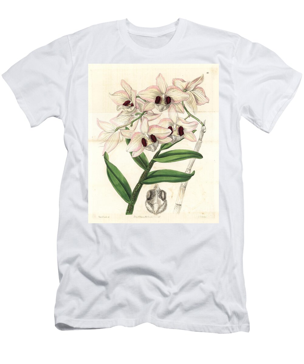 1 Charming Dendrobium Orchid Dendrobium Pulchellum Lady Dalhousies Dendrobium Dendrobium Dalhousieanum European School T-Shirt