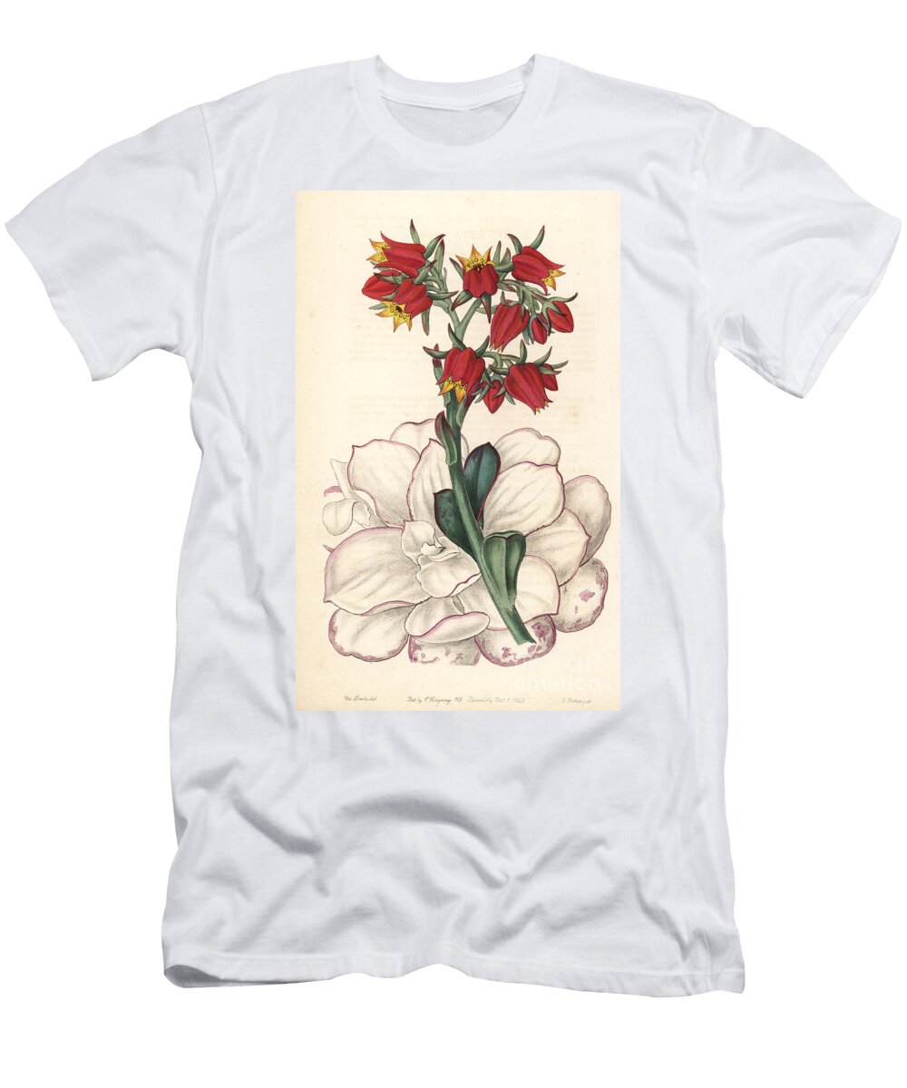 1 Echeveria Fulgens Blunt Leaved Echeveria Echeveria Retusa European School T-Shirt