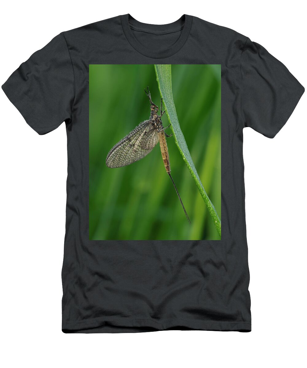 1 Green Drake Mayfly Roosting At Dawn Covered in Dew Andy Sands Natureplcom T-Shirt