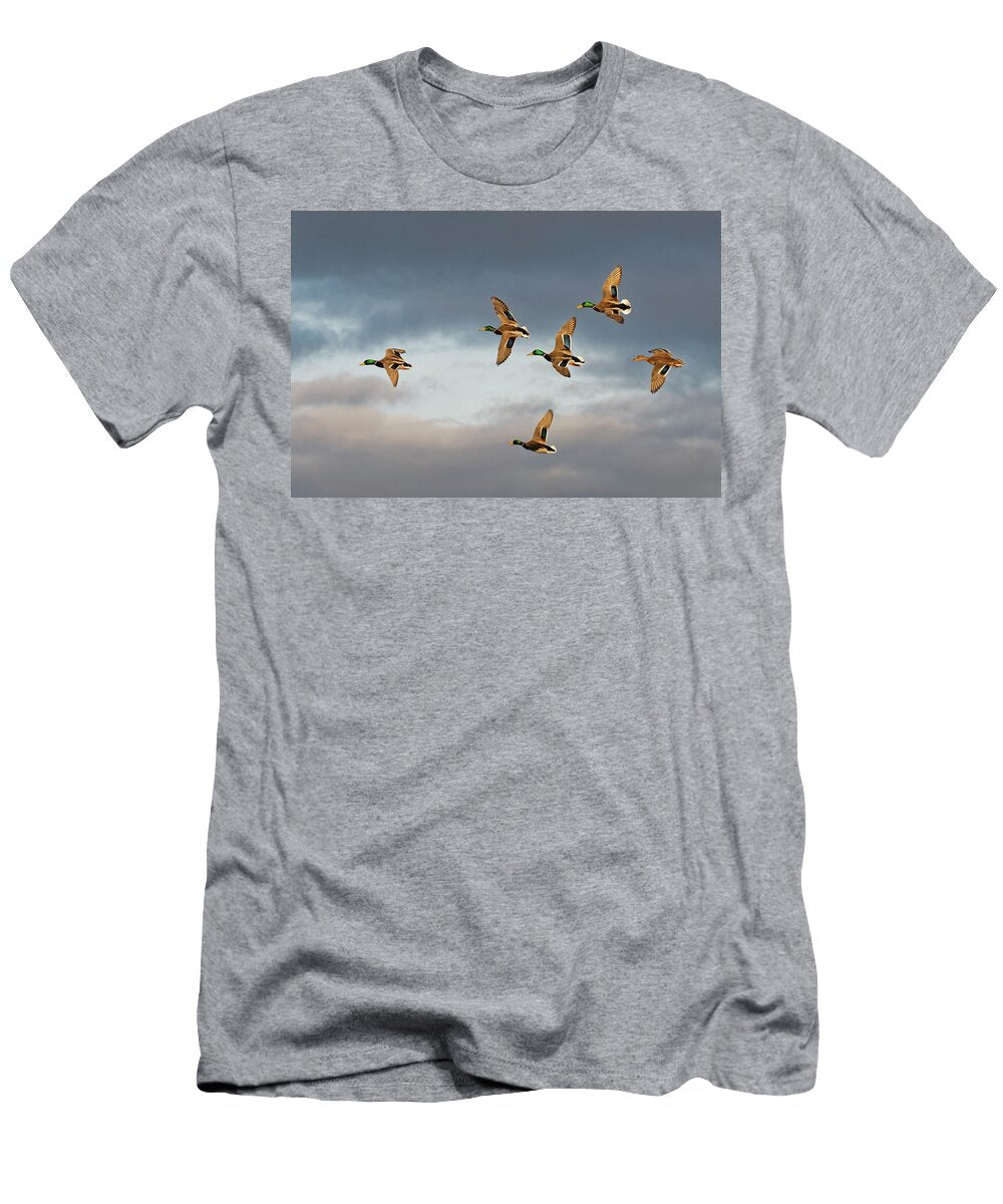 1 Group of Mallard Drakes Flying with a Female in a Courtship Nick Upton Natureplcom T-Shirt