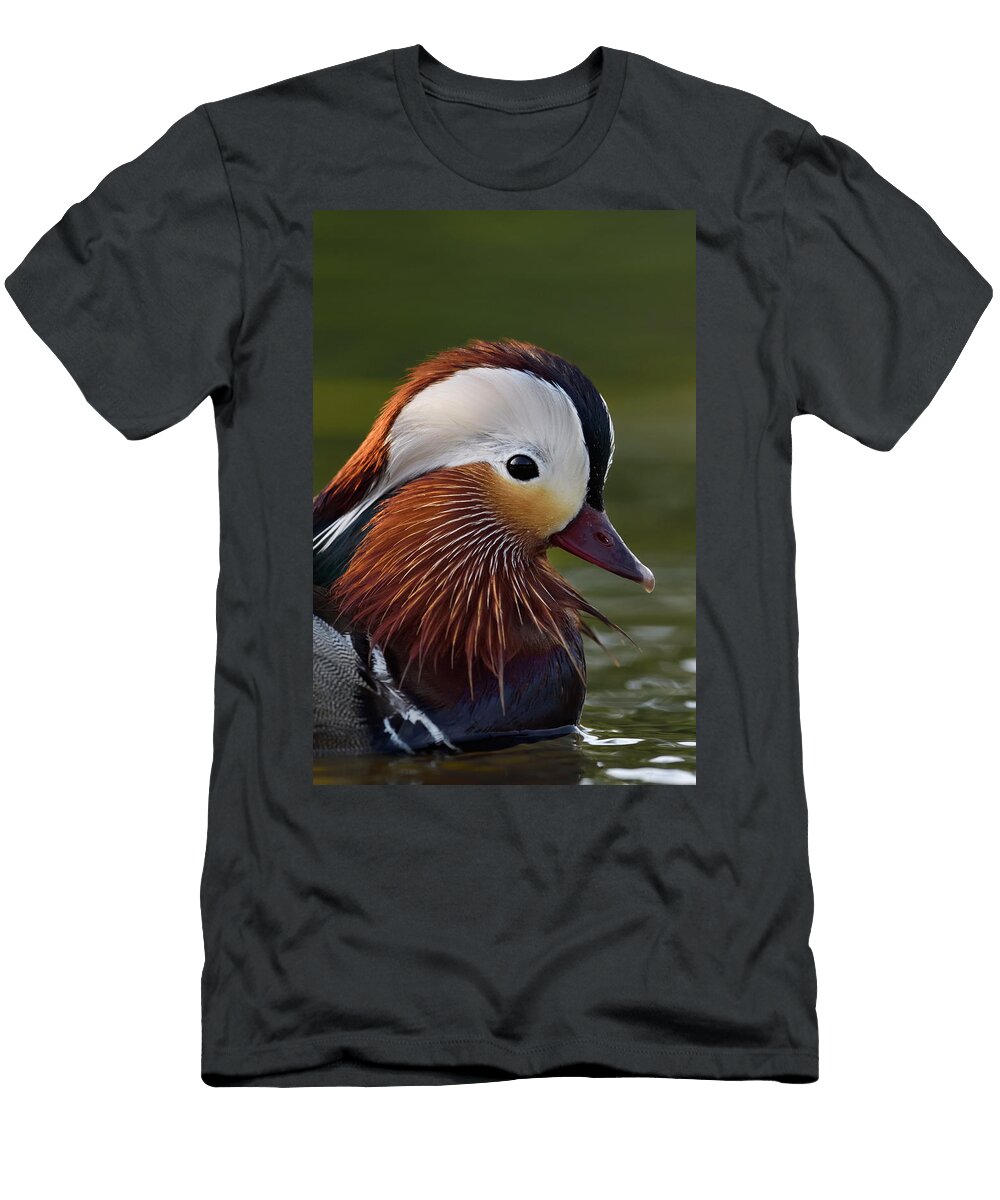 1 Mandarin Duck Male Swimming on Water in the Beijing Area Staffan Widstrand Wild Wonders of China Natureplcom T-Shirt