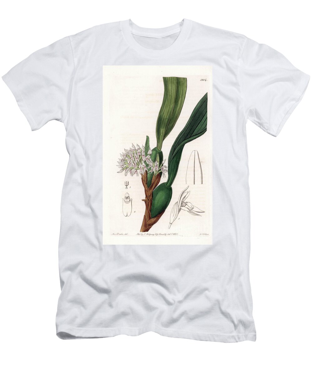 1 Orchid Variete of Maxillaria Native to South America Sydenham Teast Edwards T-Shirt