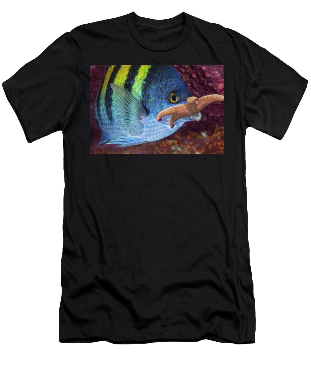 1 Panamic Sergeant Major Guarding Egg Mass Removing Seastar Claudio Contreras Natureplcom T-Shirt