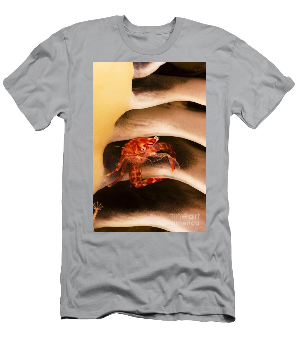 1 Porcelain Crab Dave Fleetham T-Shirt