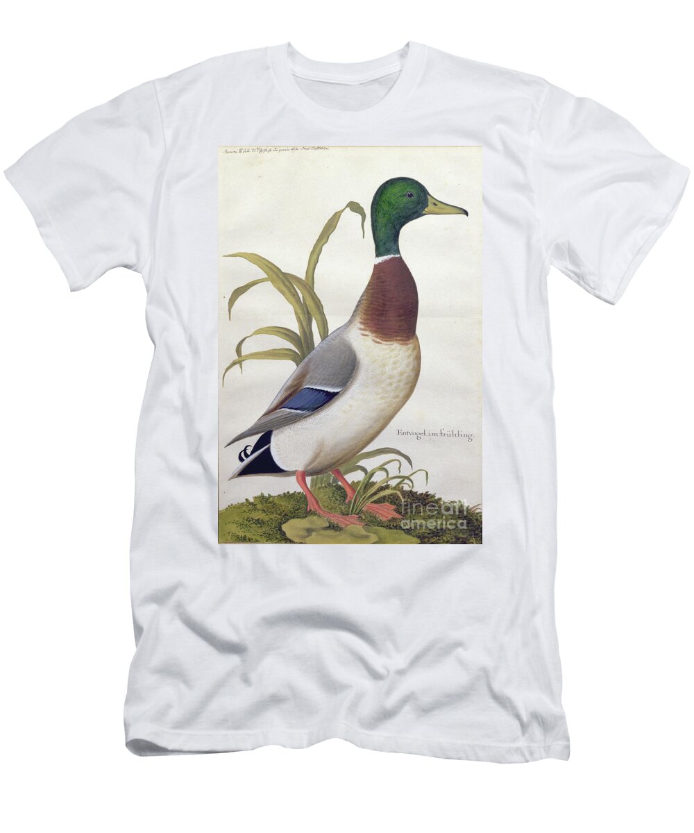 1 Study of a Mallard Duck C1790 German School T-Shirt