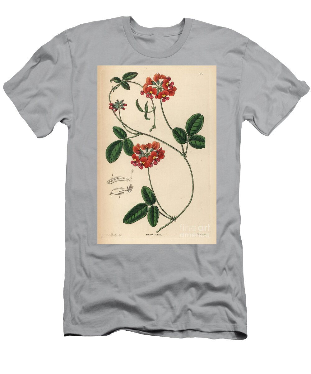 1 Villous Zichya Zichya Villosa European School T-Shirt