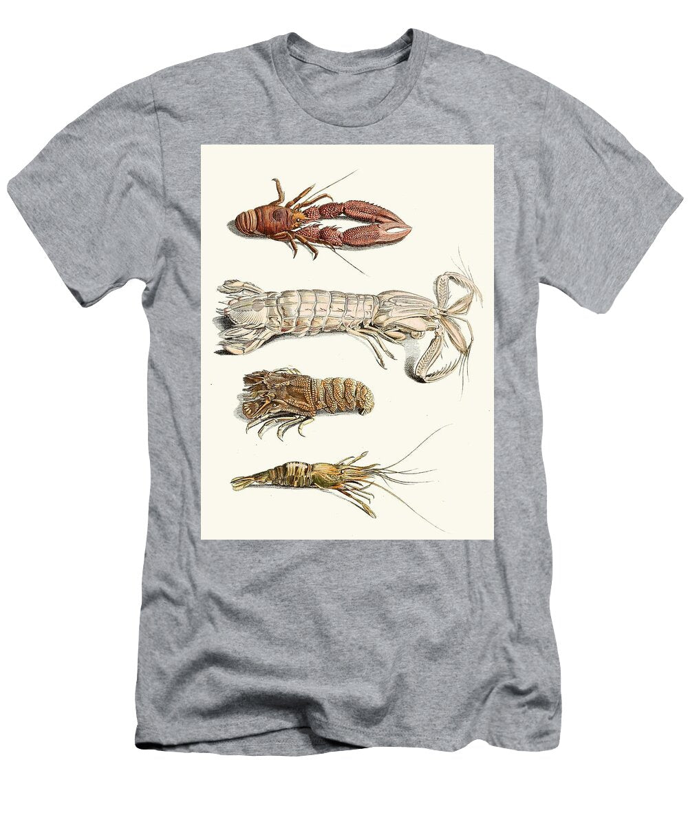 11 Dr Sulzers Short History of Insects Pl Johann Heinrich Sulzer Swiss T-Shirt