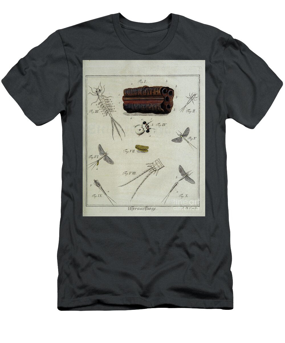 18th Century Beetles and Fleas R1 Historic Illustrations T-Shirt