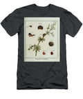 18th Century Beetles and Fleas R2 Historic Illustrations T-Shirt