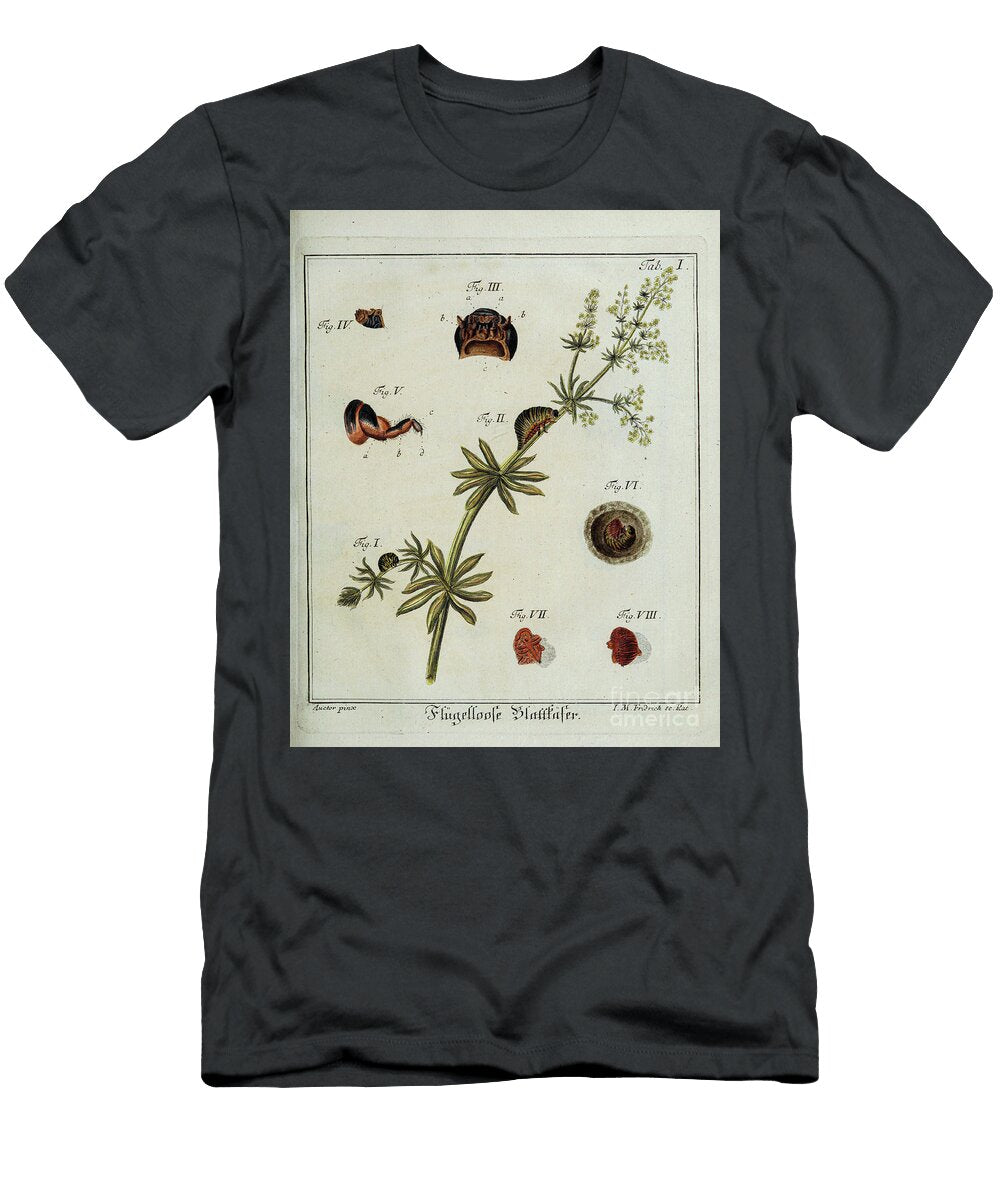 18th Century Beetles and Fleas R2 Historic Illustrations T-Shirt