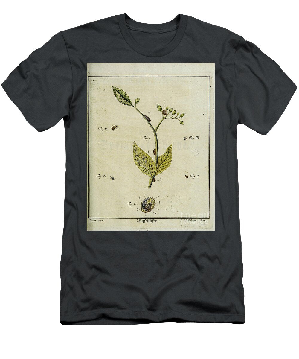 18th Century Beetles and Fleas R4 Historic Illustrations T-Shirt