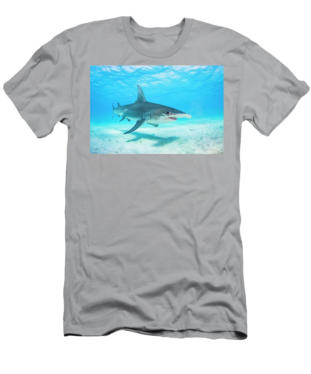 2 Great Hammerhead Shark Swimming Over a Sandy Seabed Shane Gross Natureplcom T-Shirt