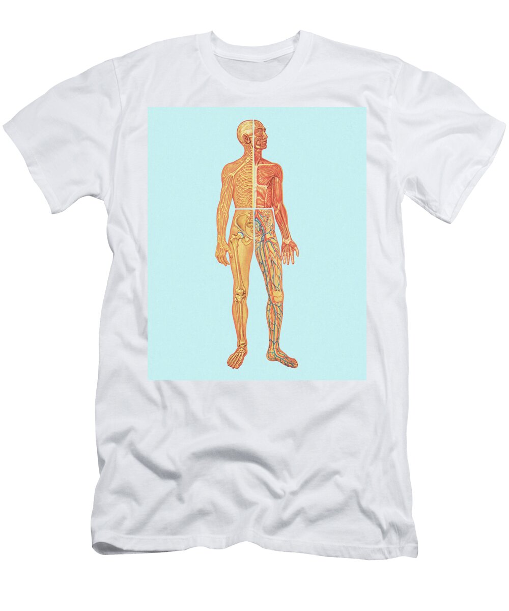 3 Human Anatomy Csa Images T-Shirt