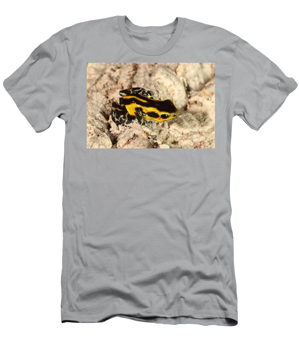 6 Poison Dart Frog Oophaga Pumilio David Kenny T-Shirt