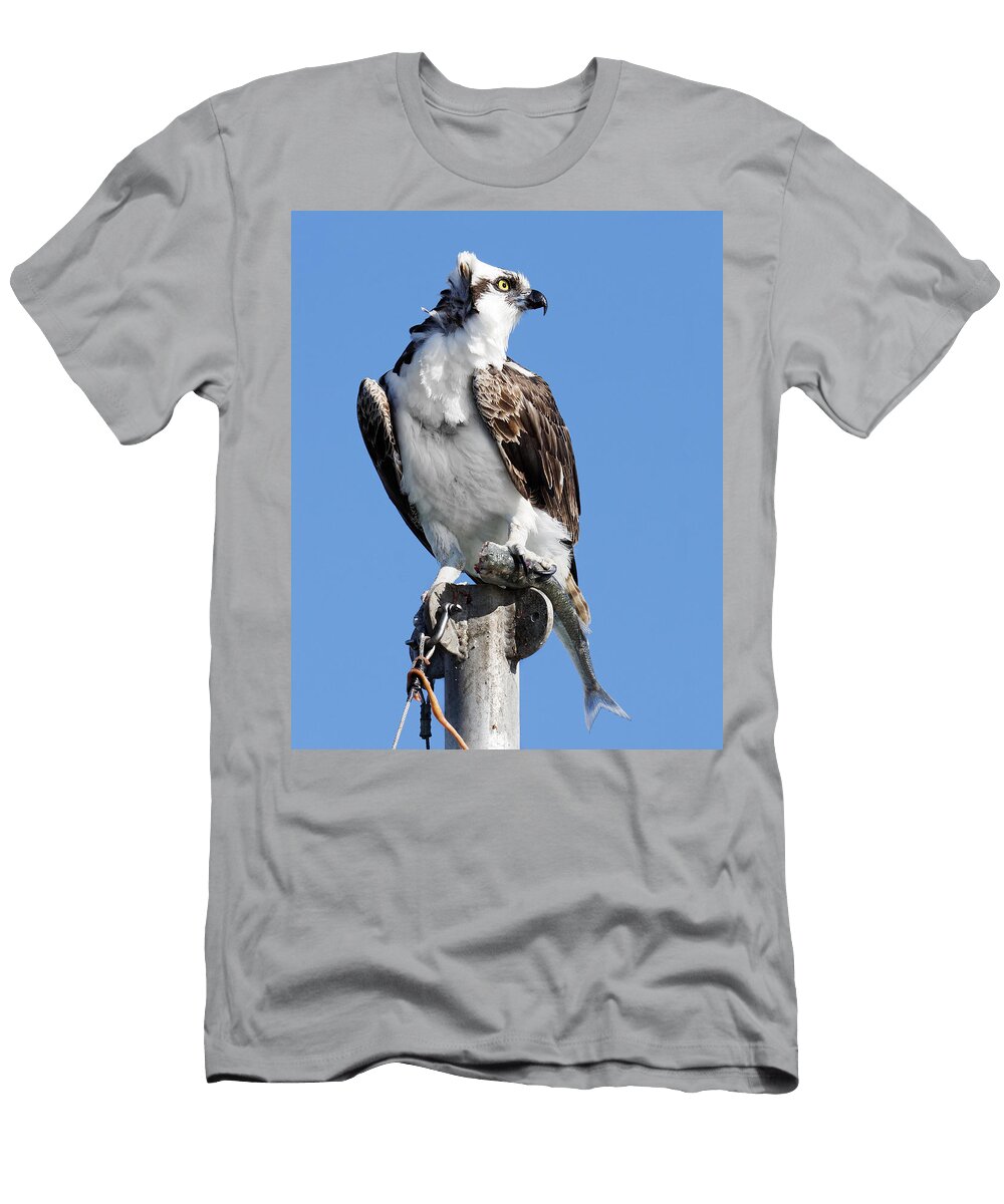 A Fish in the Claw Osprey with Jacksmelt in Morro Bay California Darin Volpe T-Shirt