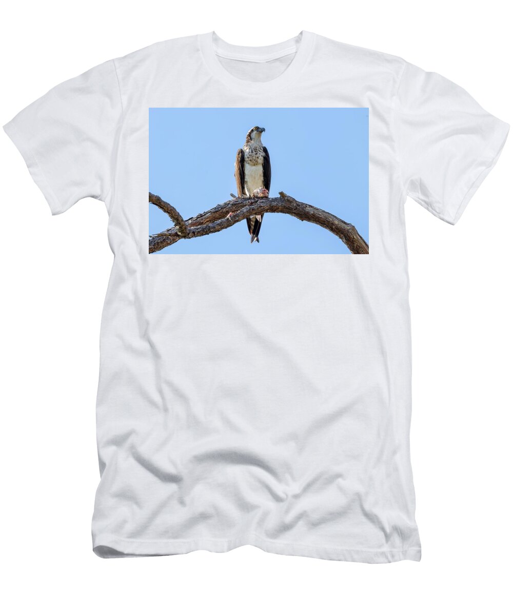 A Majestic Bird of Prey Perches Confidently on a Tree Branch Gerald Cannon T-Shirt
