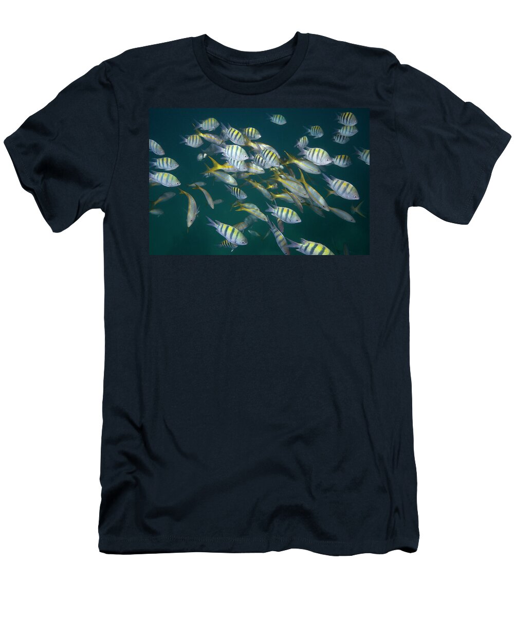 A School of Yellowtail and Sergeant Major Fish Tom Stack T-Shirt