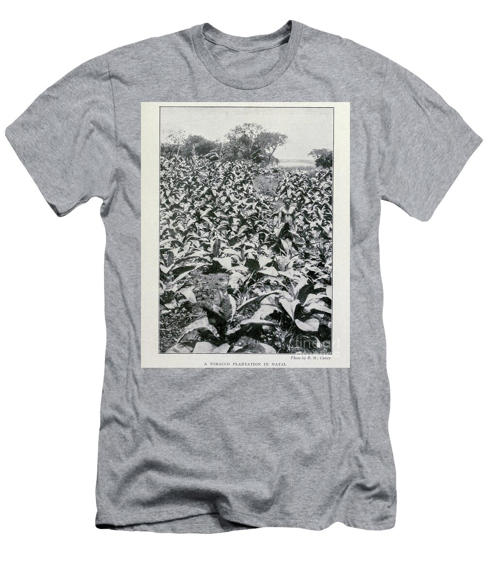 A Tobacco Plantation in Natal I Historic Illustrations T-Shirt