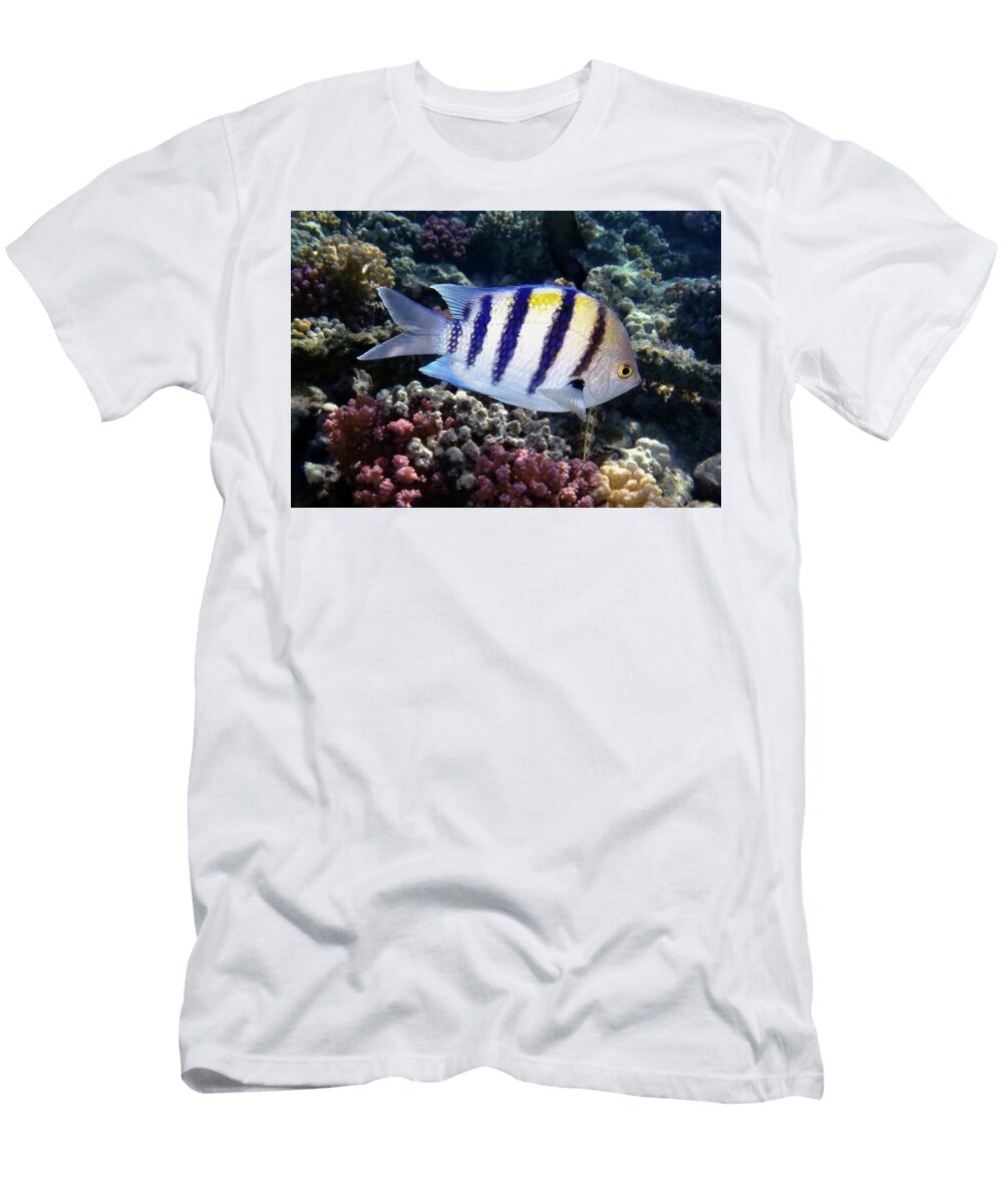 Abudefduf Saxatilis Johanna Hurmerinta T-Shirt