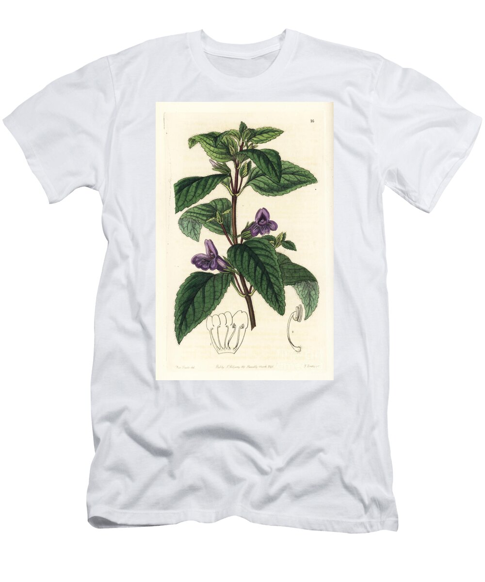 Adenosma Glutinosum Chinese Aromatic Plant Large Flowered Wingpoint Pterostigma Grandiflorum European School T-Shirt