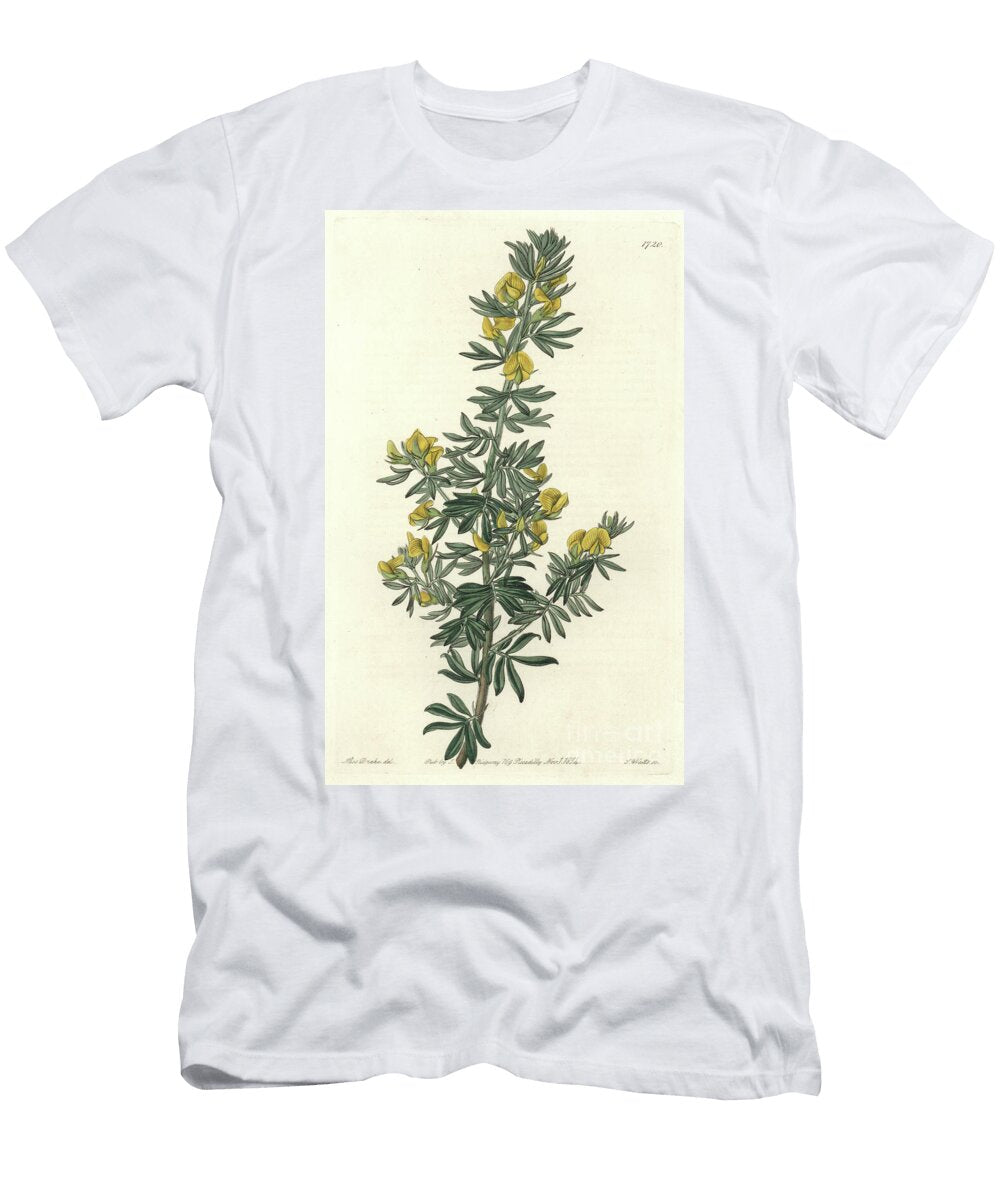 Adesmia De Loudon Native of Tasmania Australia Water of S Sydenham Teast Edwards T-Shirt