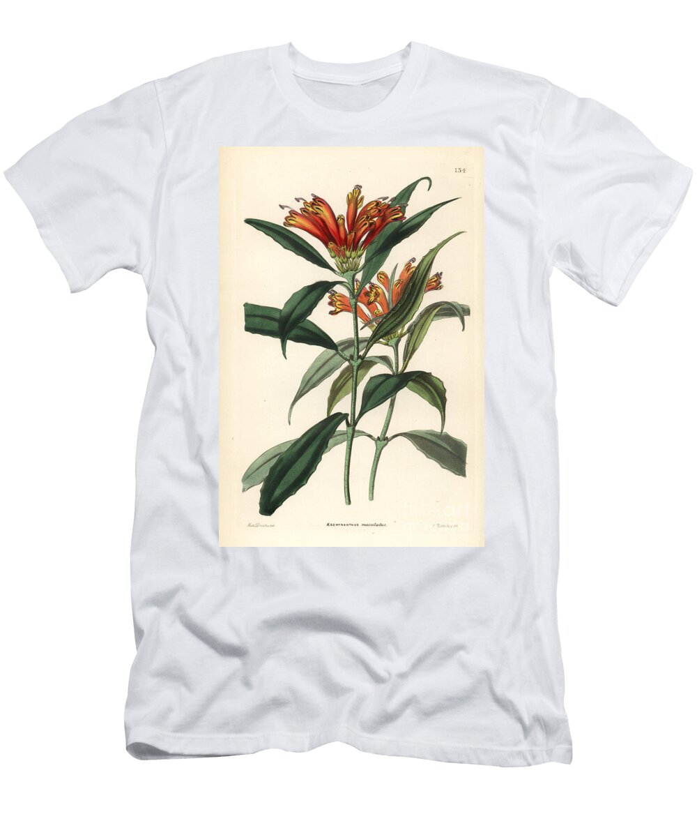Aeschynanthe Lipstick Plant Aeschynanthus Parviflorus Spotted Blushwort Aeschynanthus Maculatus European School T-Shirt
