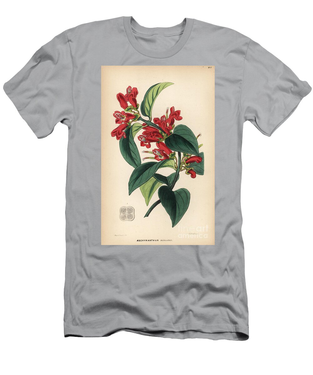 Aeschynanthe Vermilion Aeschynanthus Aeschynanthus Miniatus European School T-Shirt