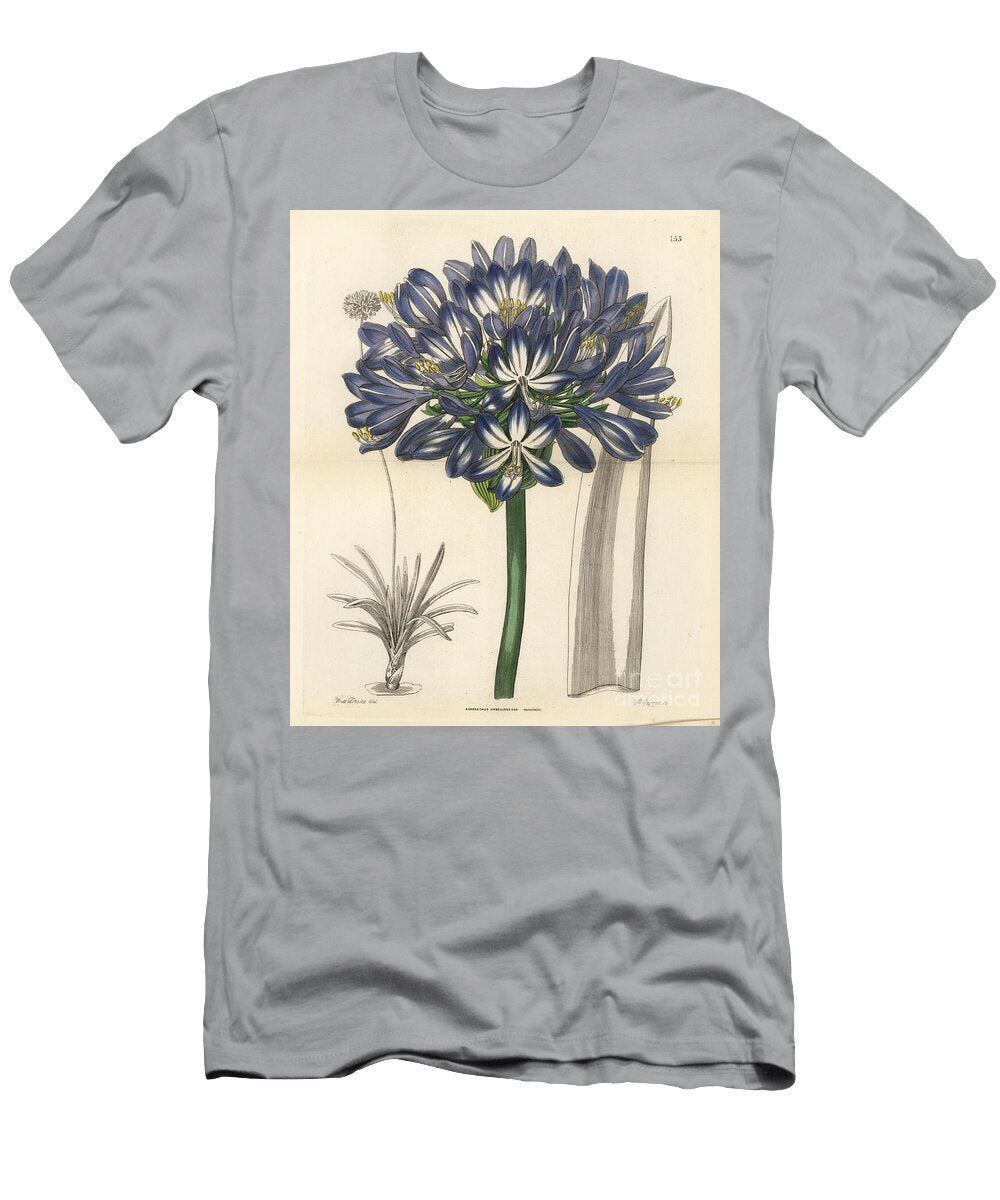Agapanthe Precoce Tuberus Bleu Ou Lis Du Nile African Blue Lily Agapanthus Praecox Subsp European School T-Shirt