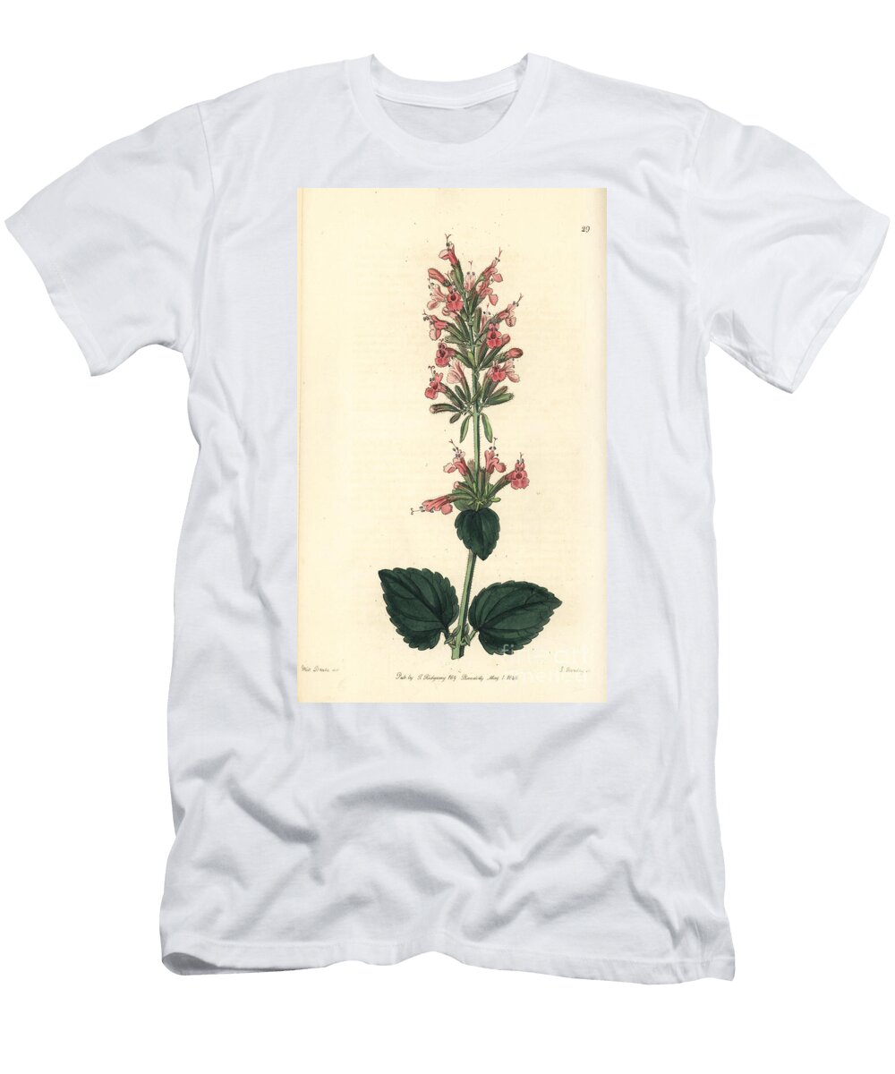 Agastache Pale Giant Hyssop Agastache Pallida Pale Cedronel Cedronella Pallida European School T-Shirt