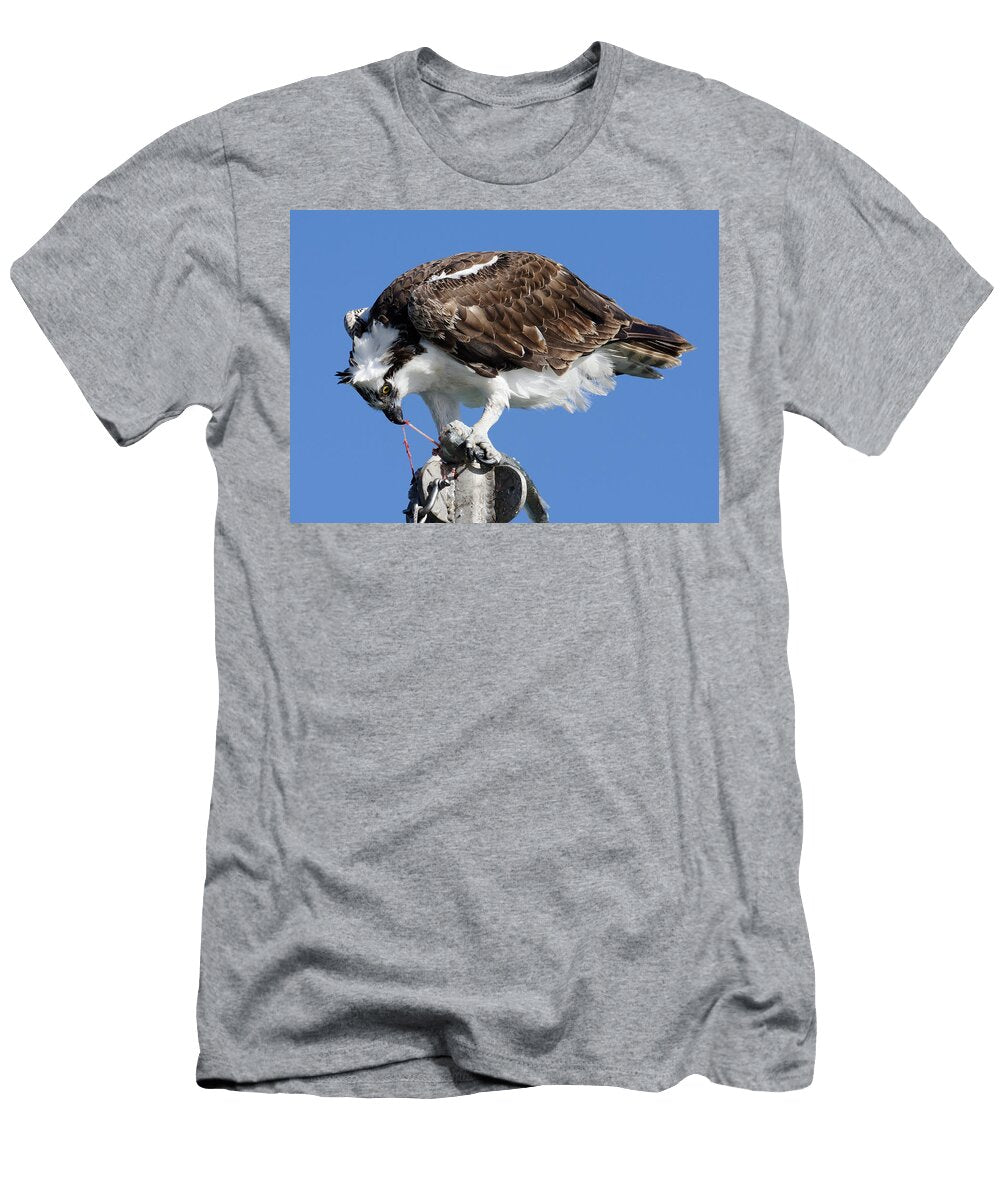Aint Nature Beautiful Osprey Eating Jacksmelt in Morro Bay California Darin Volpe T-Shirt