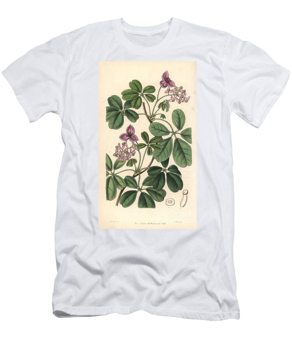 Akebie Has Five Leaves Chocolate Vine or Five Leaved Akebia Akebia Quinata European School T-Shirt