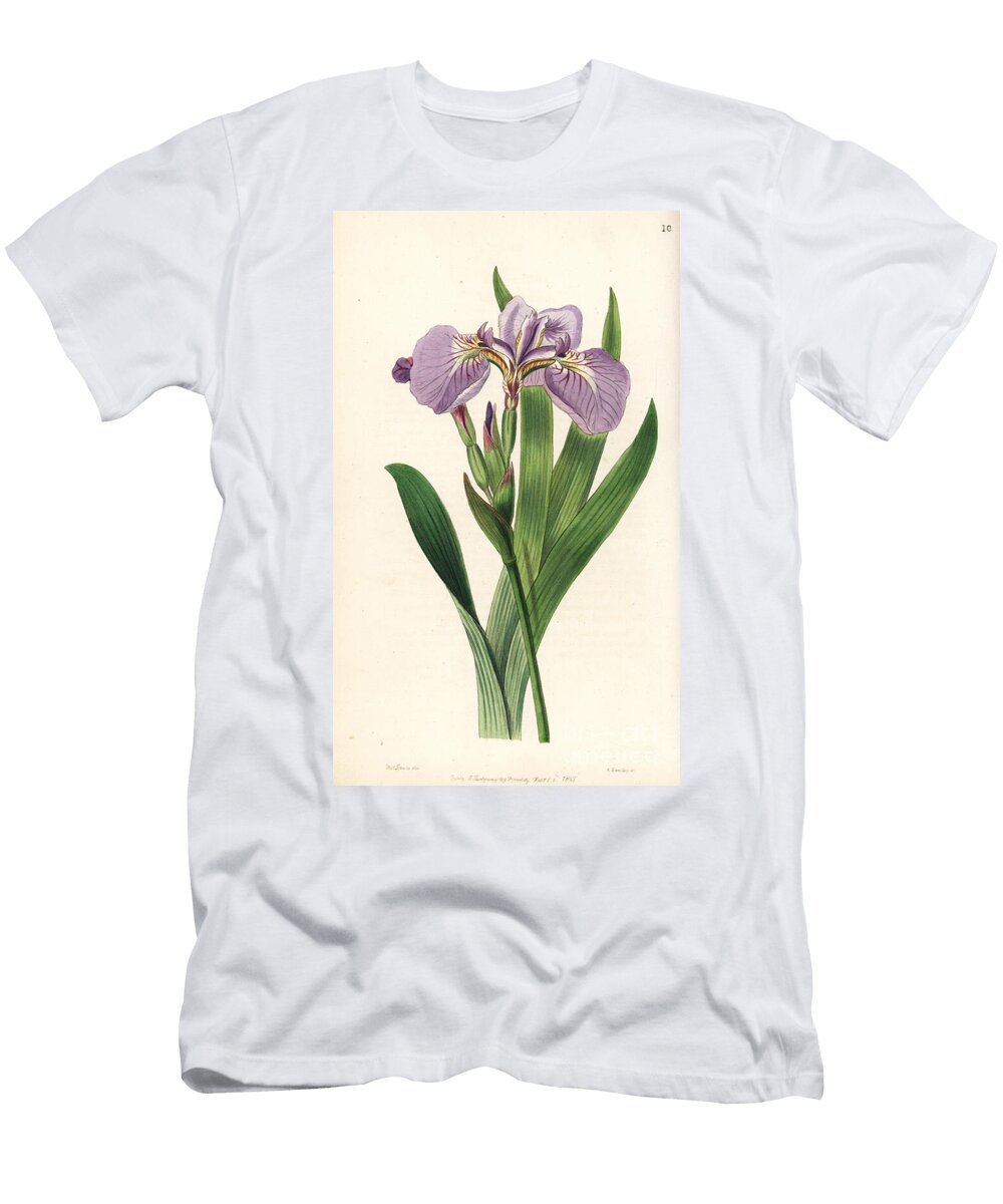 Alaska Iris Bristle Tipped Iris or Beachhead Iris Iris Setosa European School T-Shirt