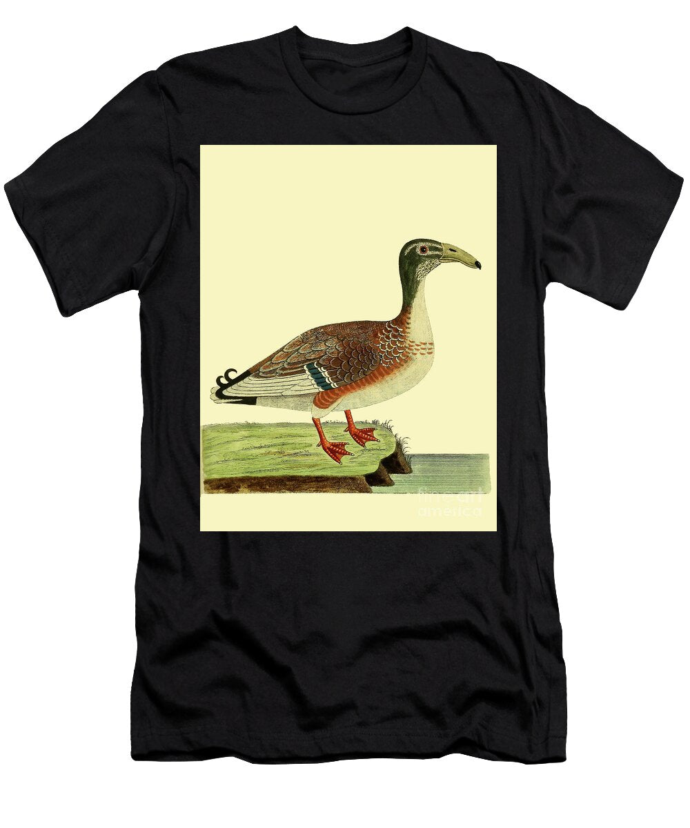Albins Bird Illustration Depicting a Long Billed Waterbird Au4 Eleazar Albin T-Shirt