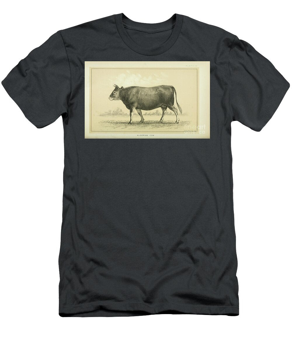 Algerian Cow Q1 Historic Illustrations T-Shirt