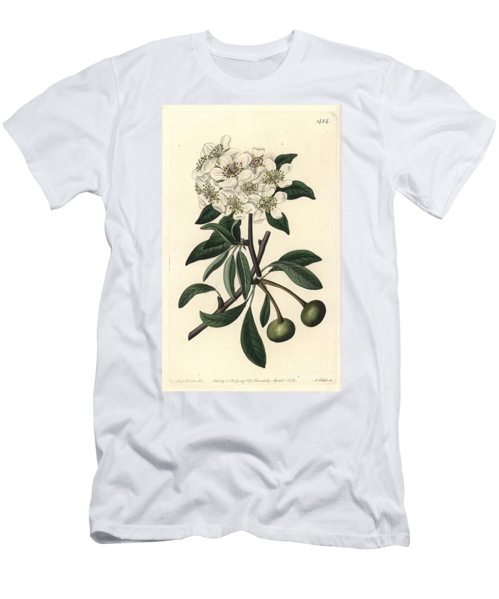Almond Leaved Pear Almond Leaved Pear Pyrus Amygdaliformis Snow Pear Pyrus Nivalis Sydenham Teast Edwards T-Shirt