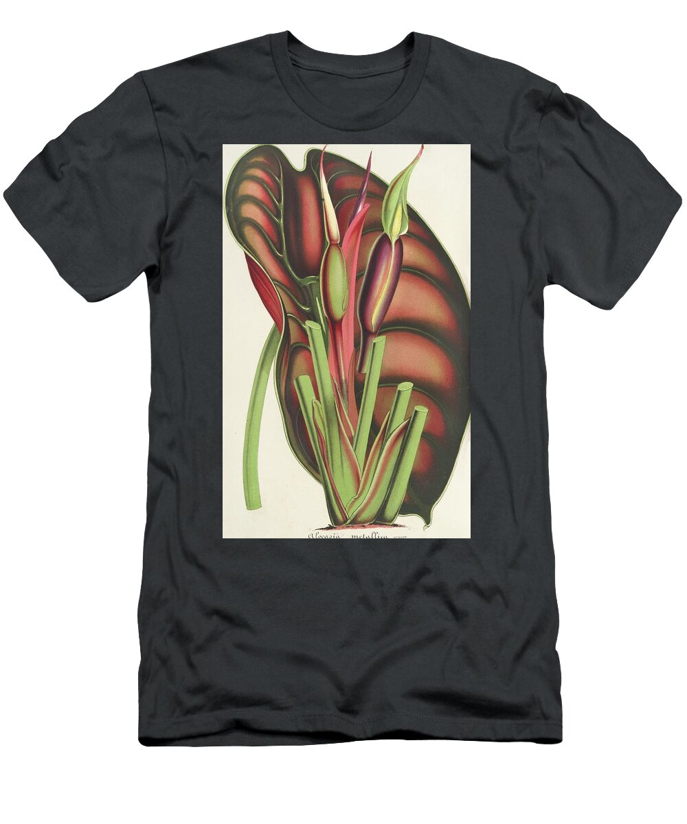 Alocasia Metallica Charles Antoine Lemaire T-Shirt