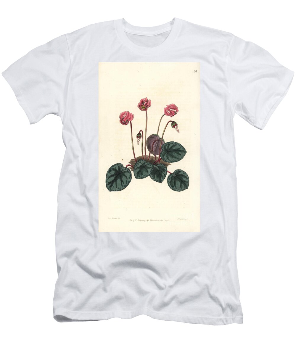 Alpine Cyclamen Purple Cyclamen Cyclamen Purpurascens Shore Cyclamen Coastal Cyclamen European School T-Shirt