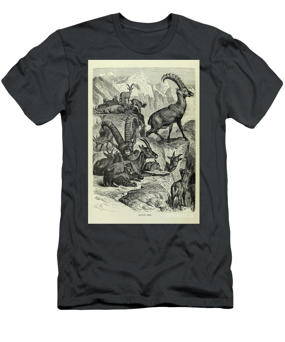 Alpine Ibex Capra Ibex M3 Historic Illustrations T-Shirt