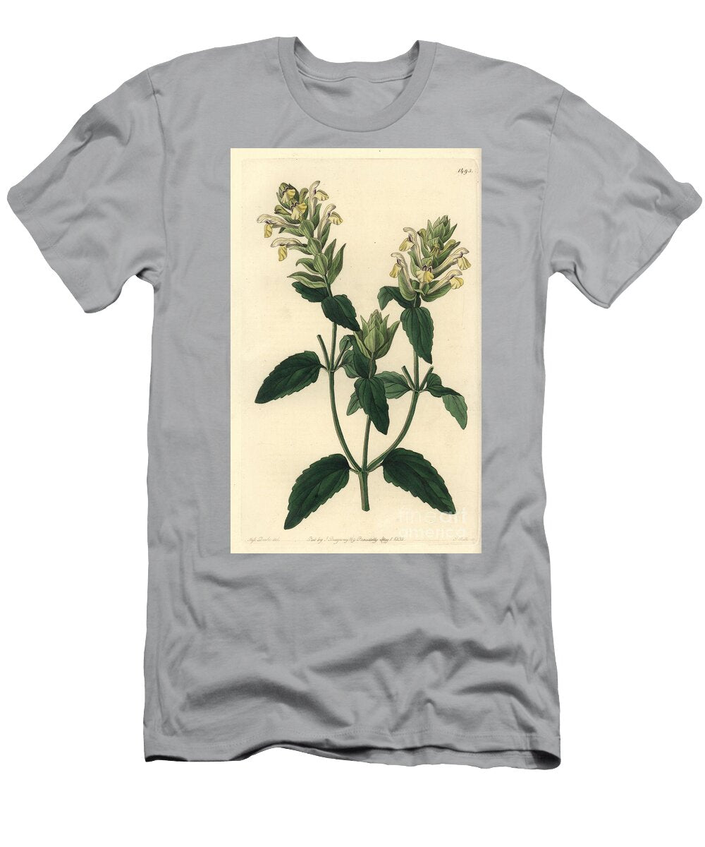 Alpine Scutellaria Alpine Skullcap Scutellaria Alpina Alpine Scutellaria Hop Flowered Variety Scutellaria Alpina Var Sydenham Teast Edwards T-Shirt