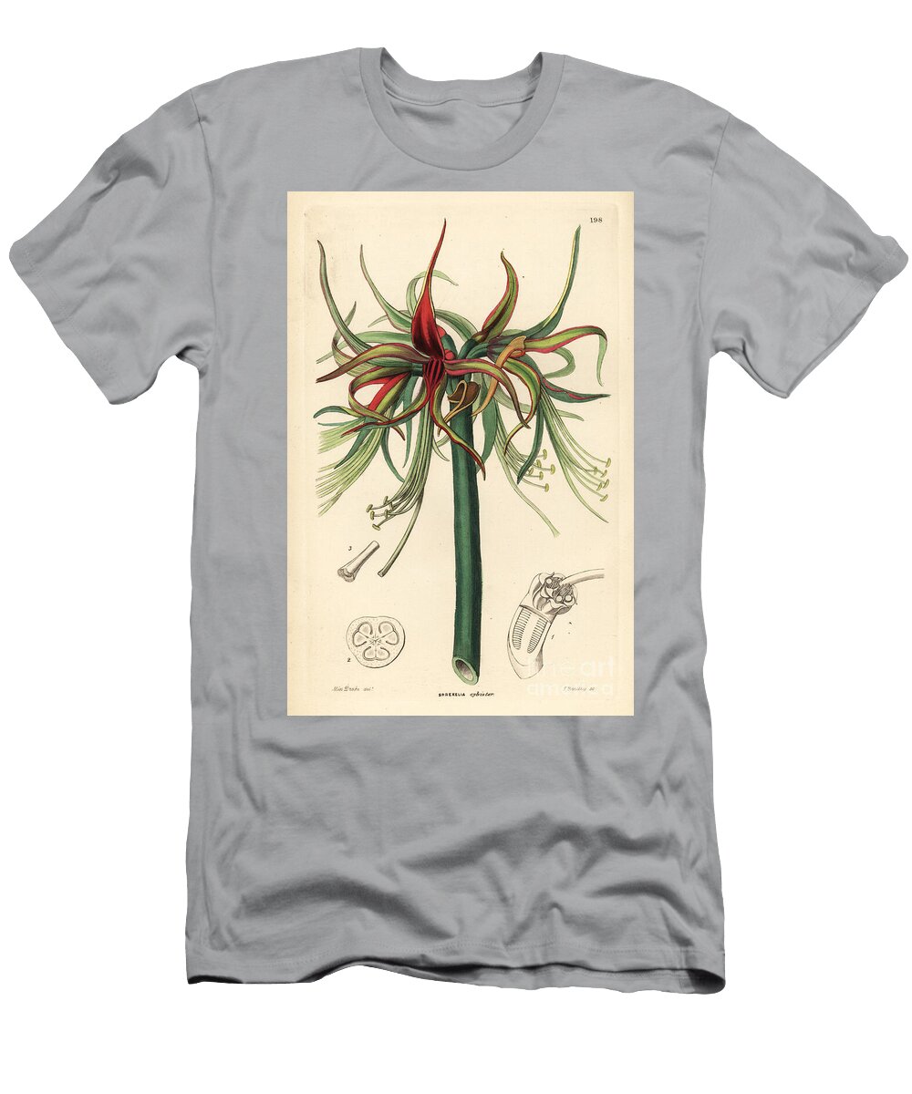 Amaryllis Cybister Hippeastrum Cybister Short Flowered Tumbler Sprekelia Sprekelia Cybister Var European School T-Shirt
