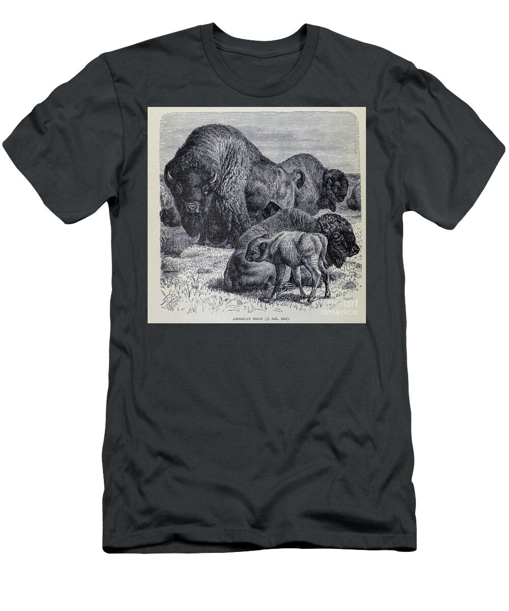 American Bison Bison Bison M2 Historic Illustrations T-Shirt