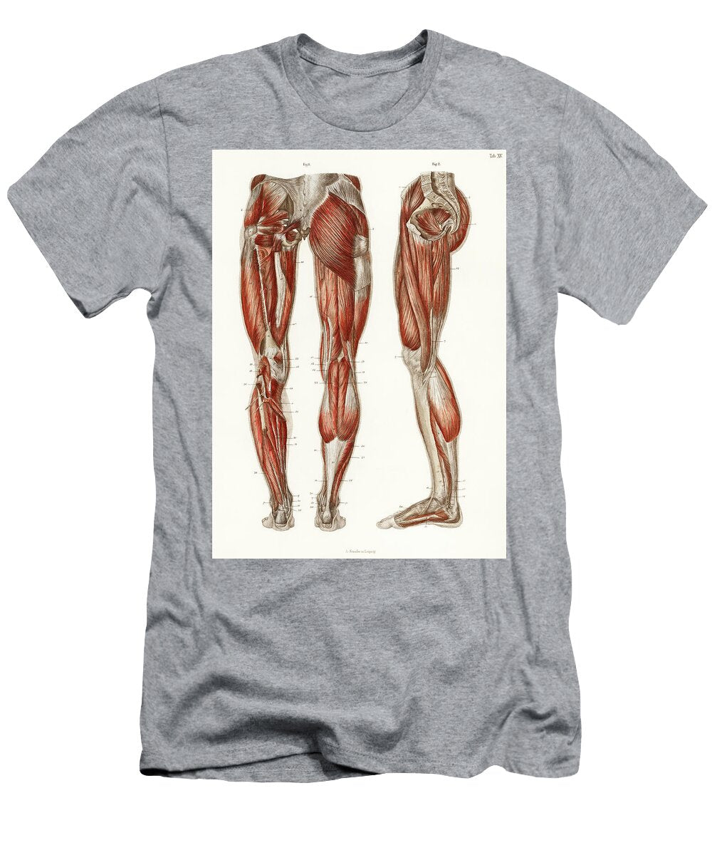 An Antique Illustration of the Muscles of the Legs and Feet Carl Ernst Bock T-Shirt