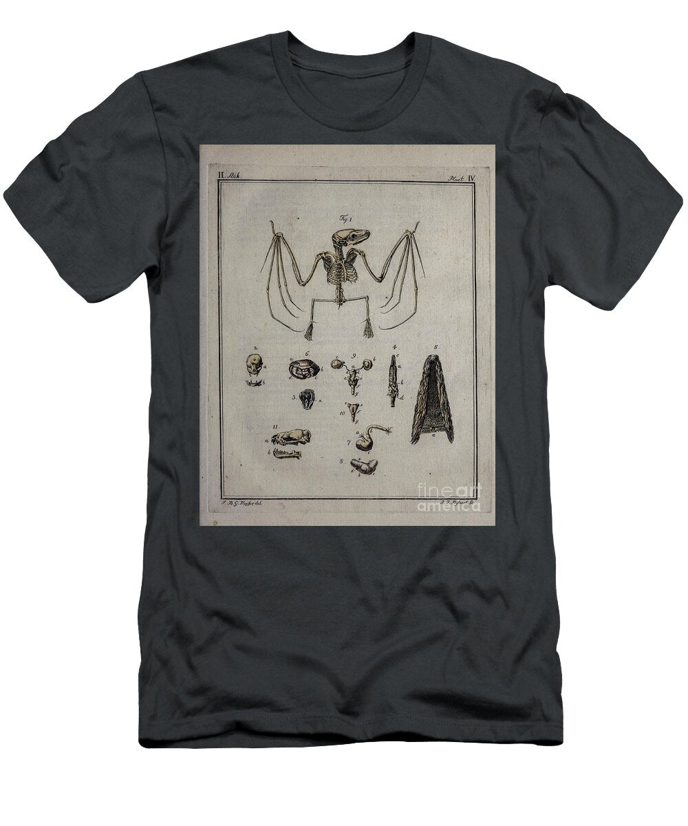 Ancient Painted Plate Bat O4 Historic Illustrations T-Shirt