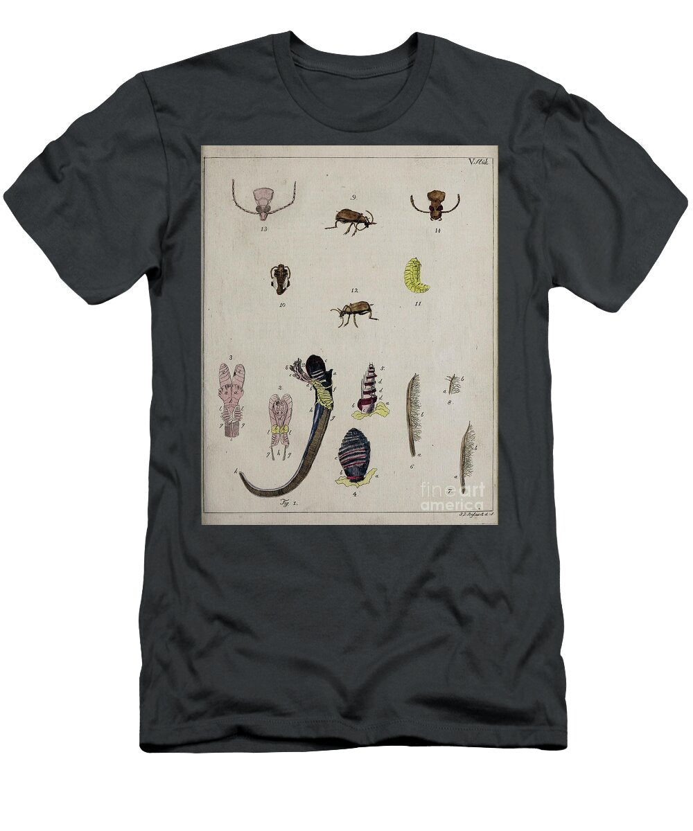 Ancient Painted Plate Beetles O1 Historic Illustrations T-Shirt
