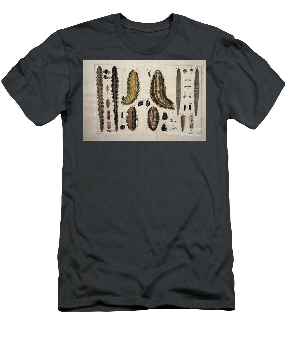 Ancient Painted Plate Sea Worms O1 Historic Illustrations T-Shirt