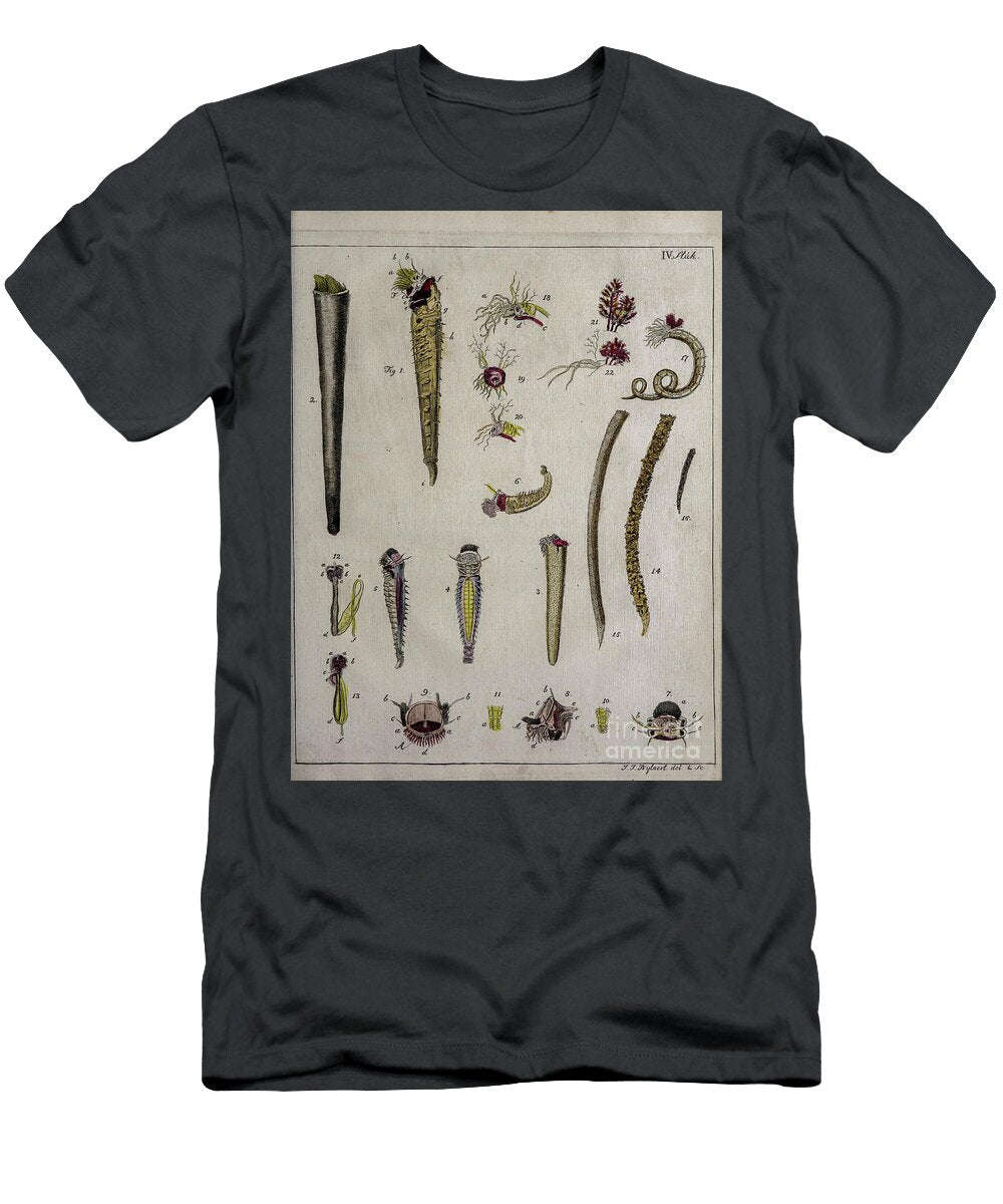 Ancient Painted Plate Sea Worms O2 Historic Illustrations T-Shirt