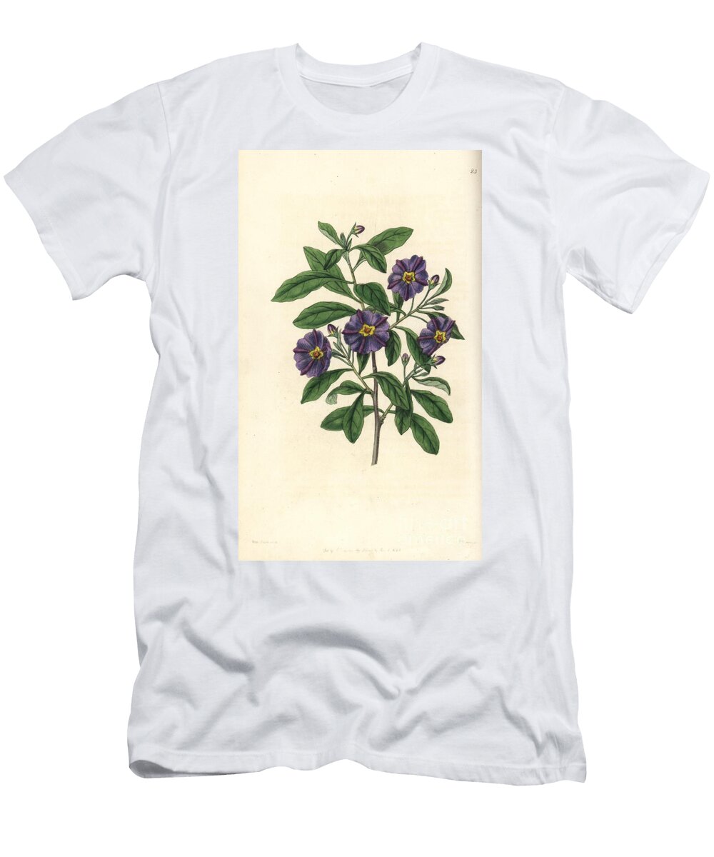 Andean Lycianthes Lycianthes Lycioides Lycium Like Solanum Solanum Lycioides European School T-Shirt
